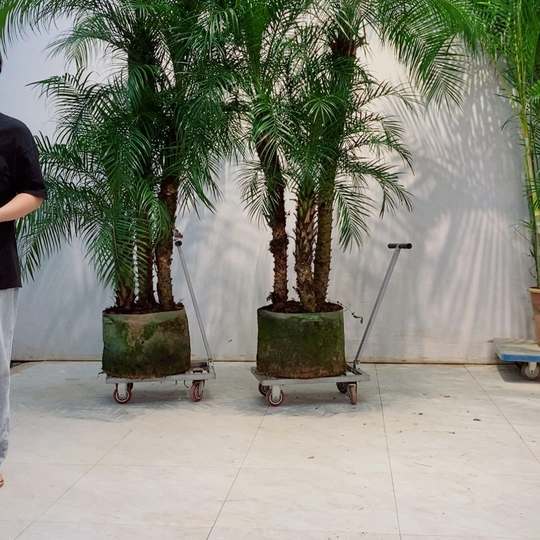 王*耀散尾葵它的世界就是那么美好