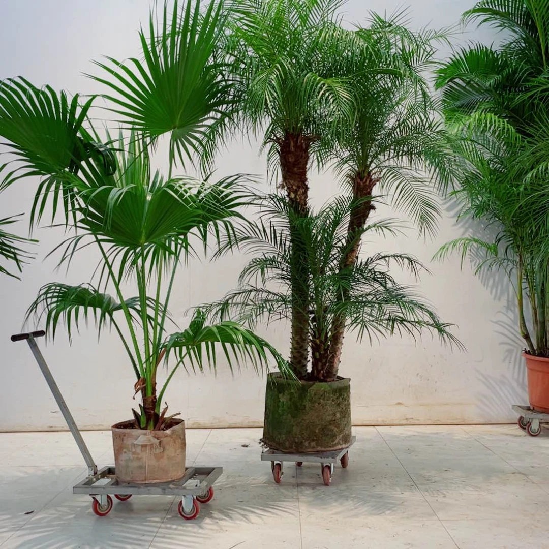 黄**饰血常规花花草草感觉