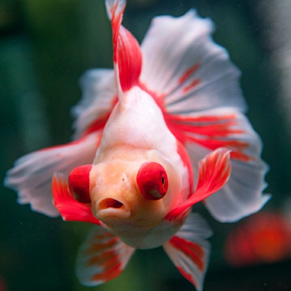 【蓝色号牌31-100号】活体金鱼观赏鱼