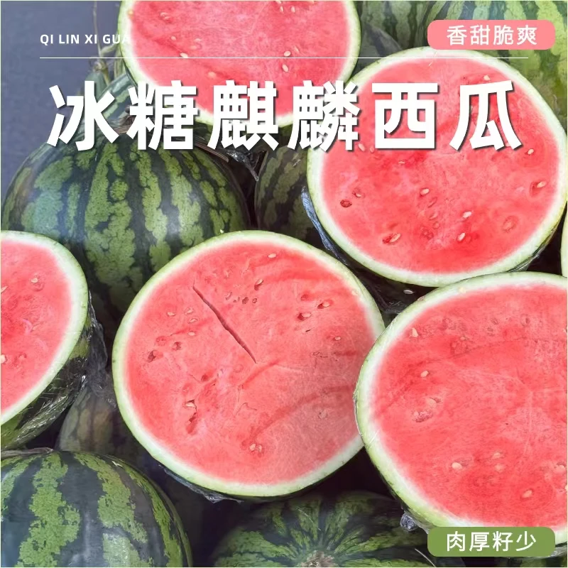 滇西小哥 云南西双版纳 冰糖麒麟西瓜 甜蜜蜜脆爽可口 新鲜现摘