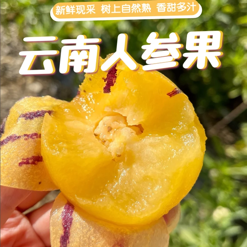 滇西小哥 石林树熟  人参果  当季  新鲜采摘  3斤/4.5斤