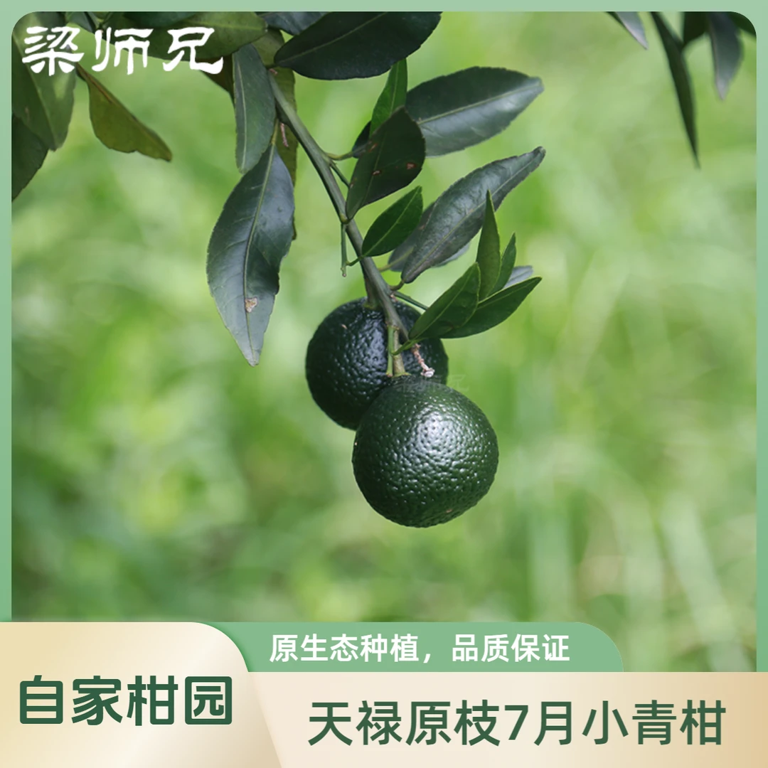 【2024年正宗新会茶枝原枝柑】2024年天马产区鲜柑优质品种饱满新鲜