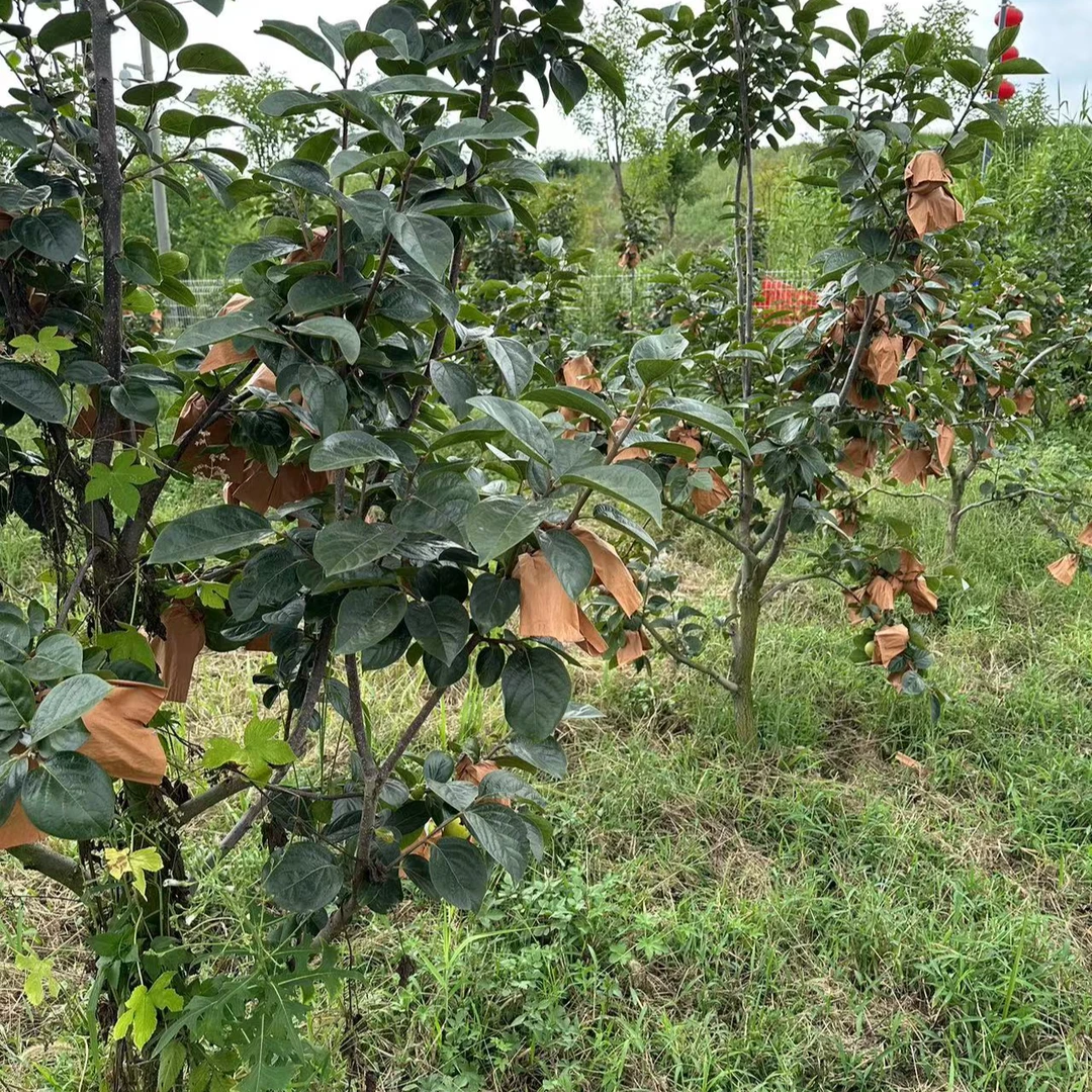 精品盆景（太秋）一物一拍