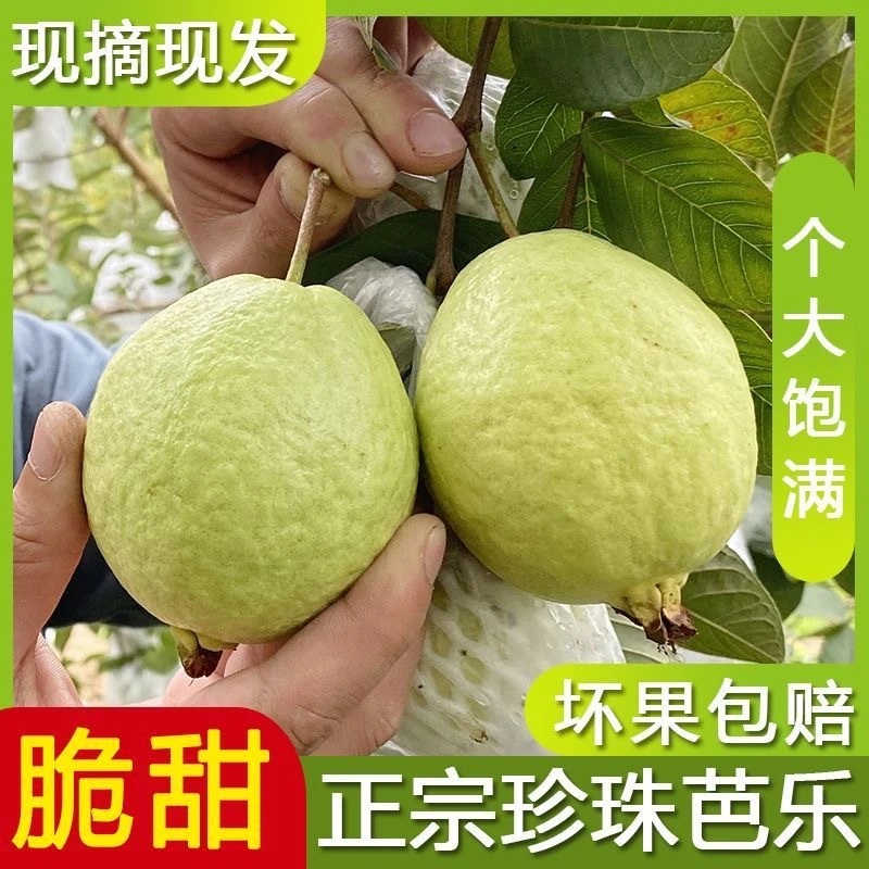 【玉林种植】热带新鲜白心芭乐番石榴食用口感多汁清甜老树精选采摘