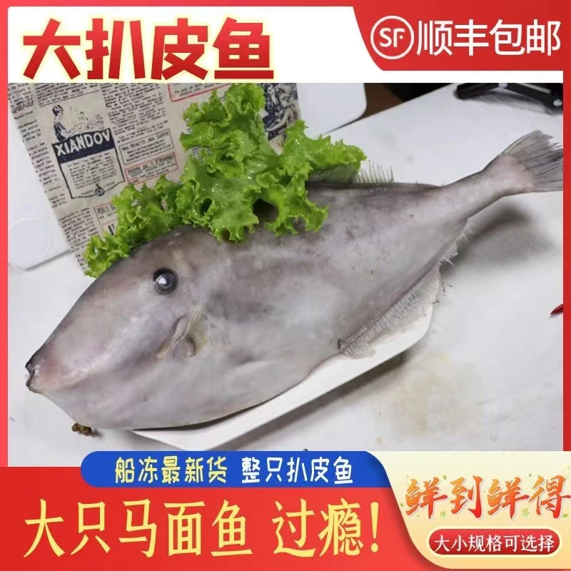 大号扒皮鱼2-5条装 船冻整条马面鱼耗儿鱼剥皮鱼橡皮鱼 海鲜顺丰
