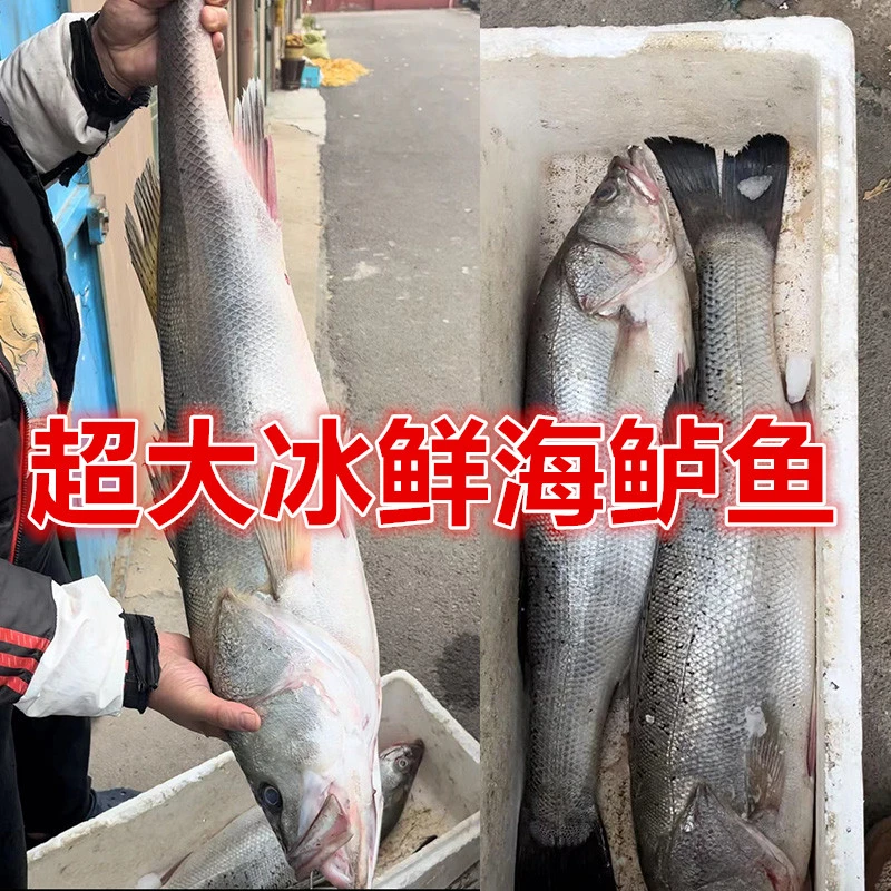 冰鲜特大海鲈鱼3-10斤/条 野生深海海捕非冻品七星鲈鱼海鲜顺丰