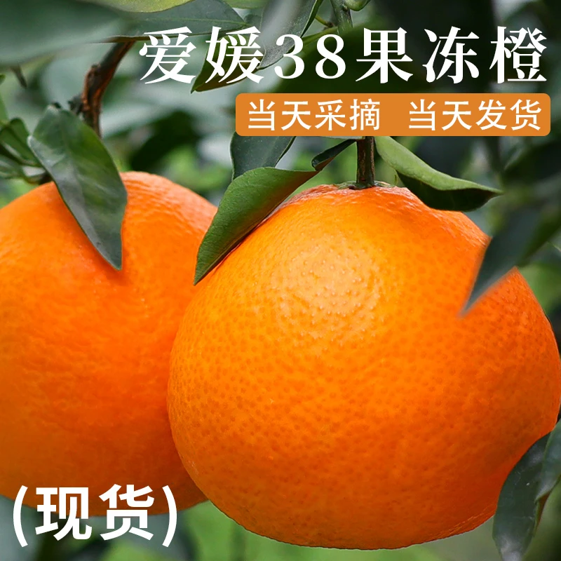 【顺丰包邮】四川爱媛果冻橙爱媛38号手剥橙子新鲜采摘4.5-8斤现摘