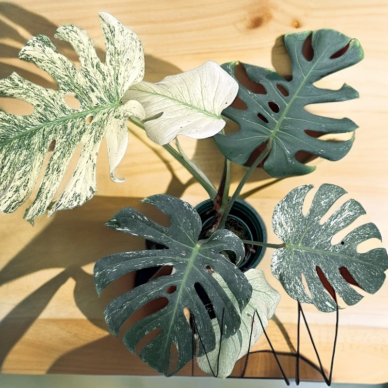 白怪兽龟背竹Monstera White Monster室内阳台锦化植物盆栽