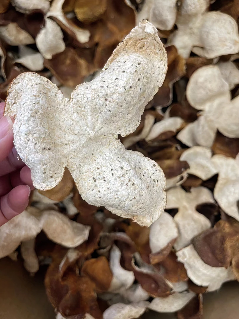 2022年新会东甲圈枝冬后皮