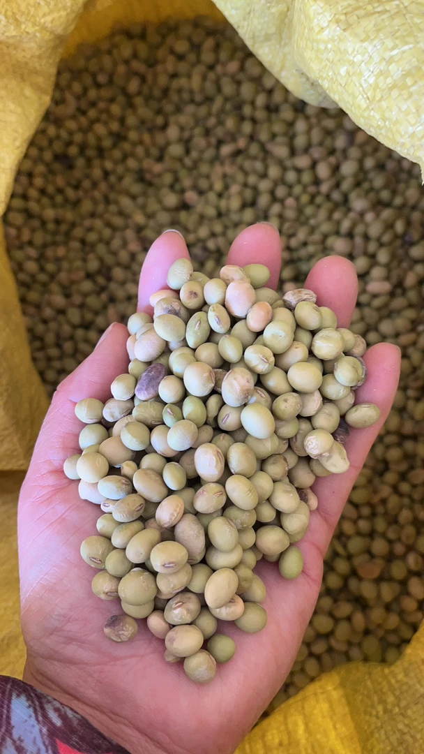 英德大洞乡下青皮黄豆煲汤打豆浆焖肉营养价值高豆香味浓郁