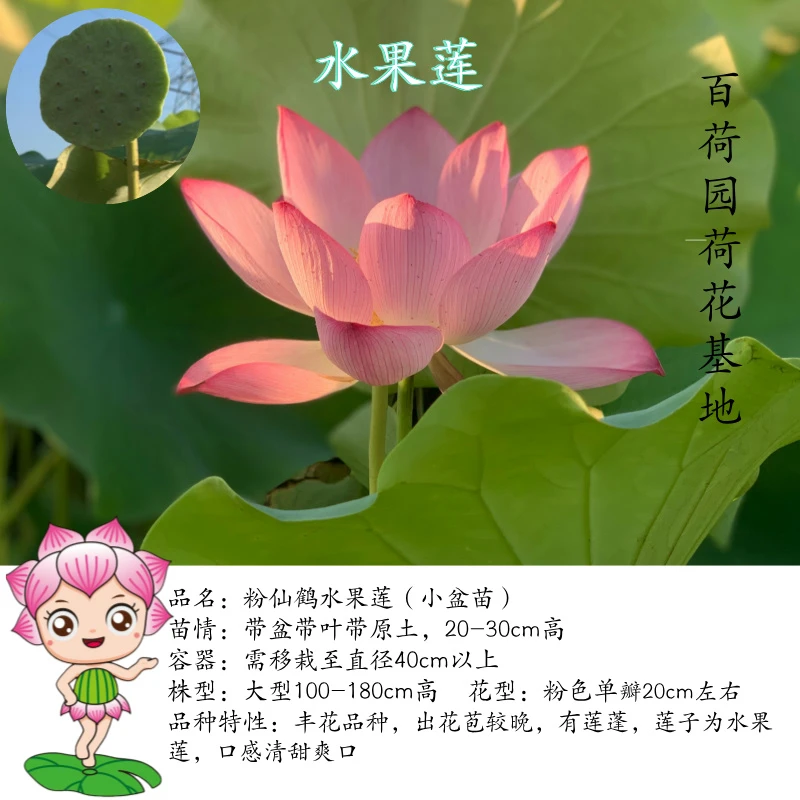 【粉仙鹤水果莲】小盆荷花苗无花苞带盆带叶子庭院观赏基地直发