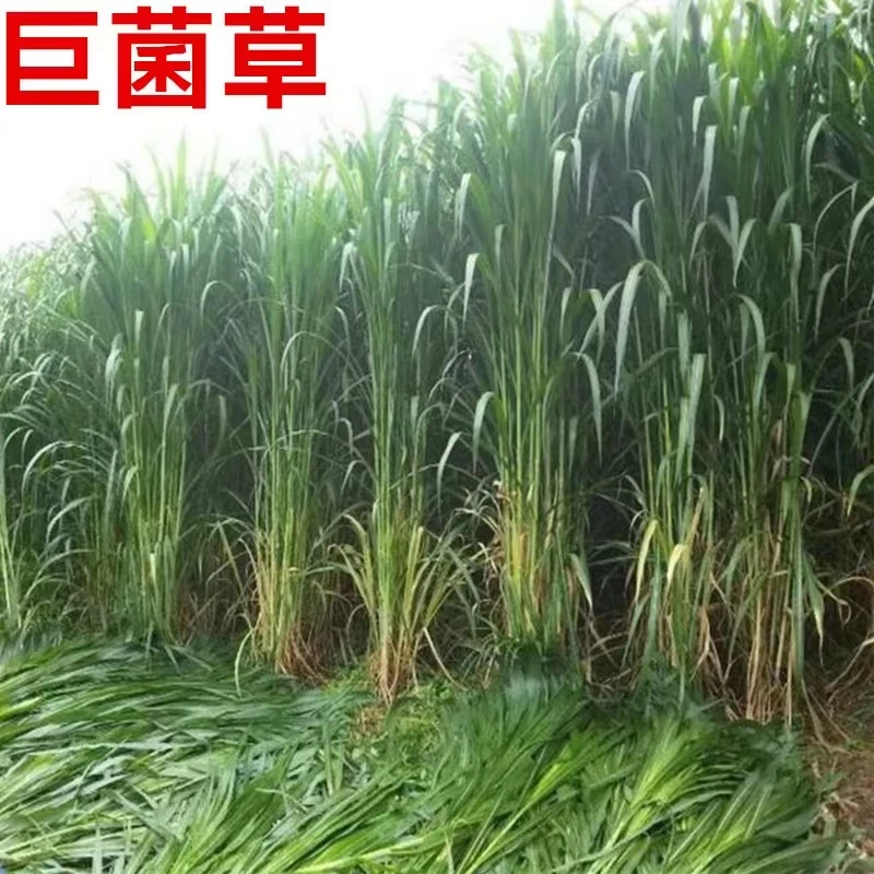新型高产巨菌草种节多年生四季牧草种子养殖牛羊猪鱼畜牧草