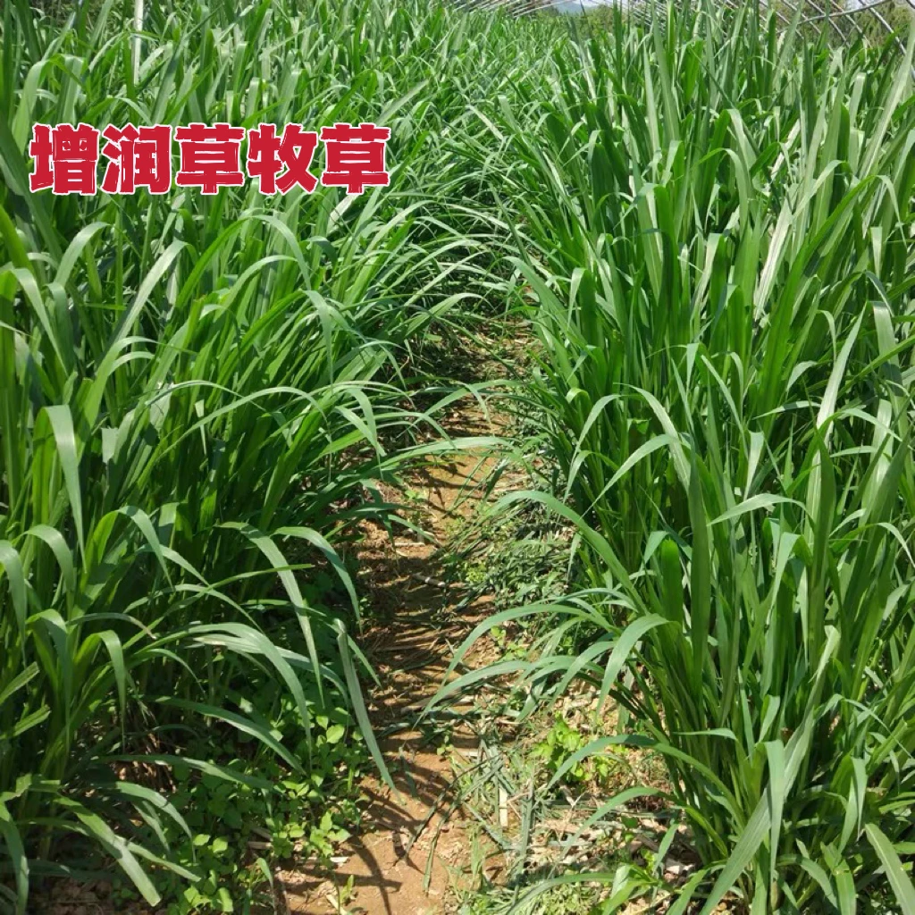 新型高产增润草种节多年生喂养羊牛羊鱼畜牧草籽一年四季