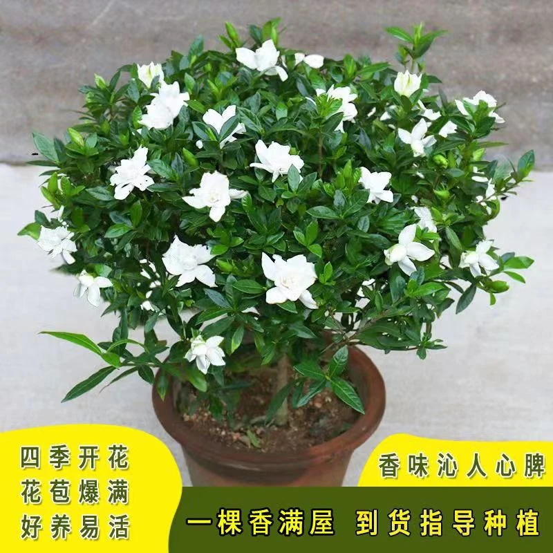 独杆小叶栀子花浓香型四季带花苞室内室外庭院耐寒耐热盆栽地栽