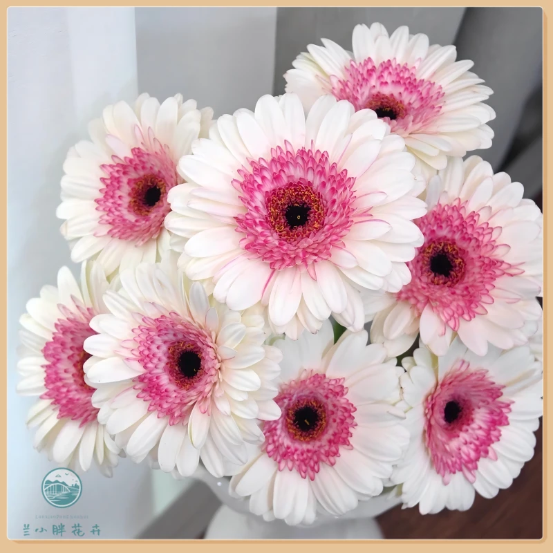 【兰小胖】精选方德-玛丽猫非洲菊10枝装 稀有小众顺丰包邮赠送保温