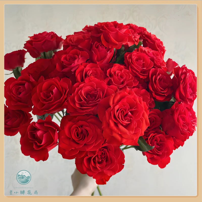 【兰小胖】精选-霓虹泡泡多头玫瑰 (注意：特殊花材，收到带包装醒花)