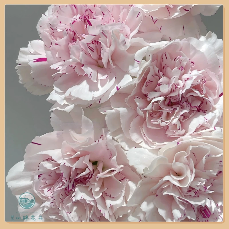 【兰小胖】精选康乃馨-礼裙尤香20枝装 超长花期养护简易 顺丰发货