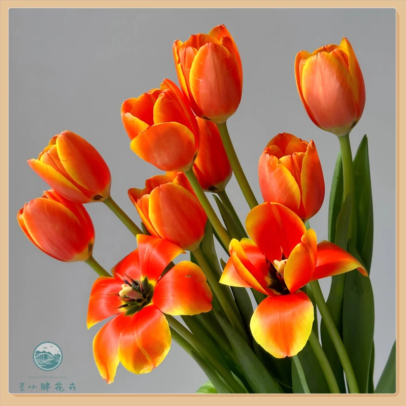【兰小胖】方德郁金香-热带10枝装  生花苞发货 顺丰包邮 赠送保温