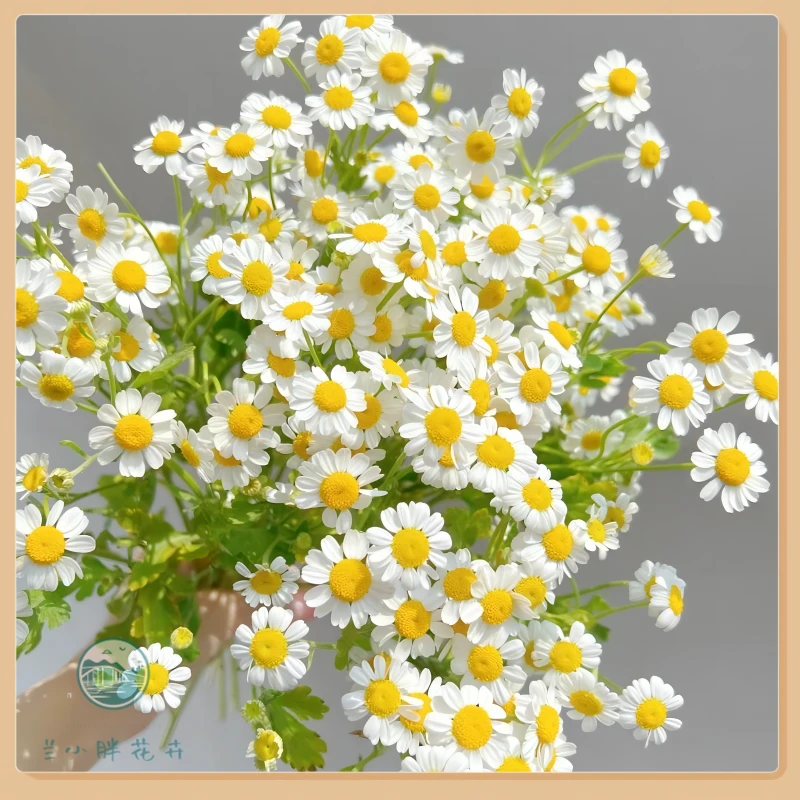 【兰小胖】精选A级-洋甘菊 清新鲜花轻盈灵动 超长花期 顺丰发货