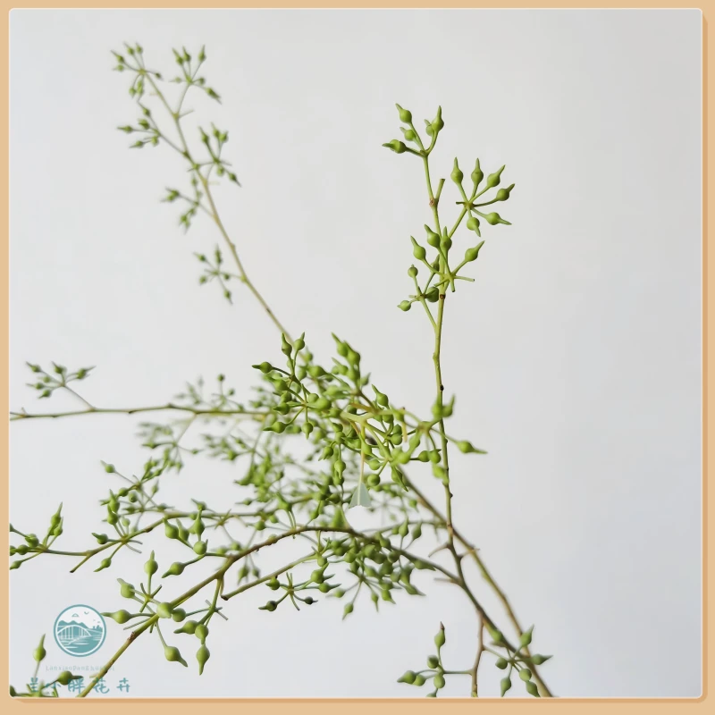 【兰小胖】小米果 超长花期可做干花 任意2单顺丰包邮