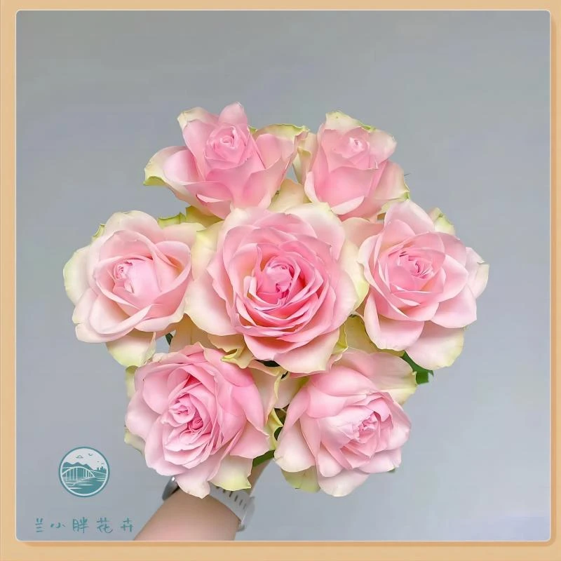 【兰小胖】精选方德-美人玫瑰10枝(注意：特殊花材，收到带包装醒花)