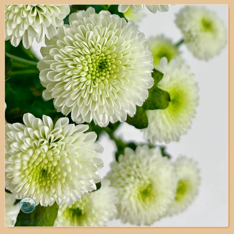 【兰小胖】A级精选小菊-科隆香水10枝装 超长花期养护简易 顺丰发货