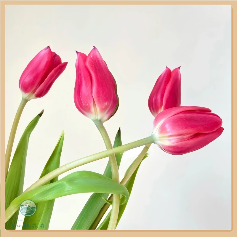 【甘肃自产】郁金香-尼基塔10枝装 季节限定 顺丰冷链包邮 赠送保温