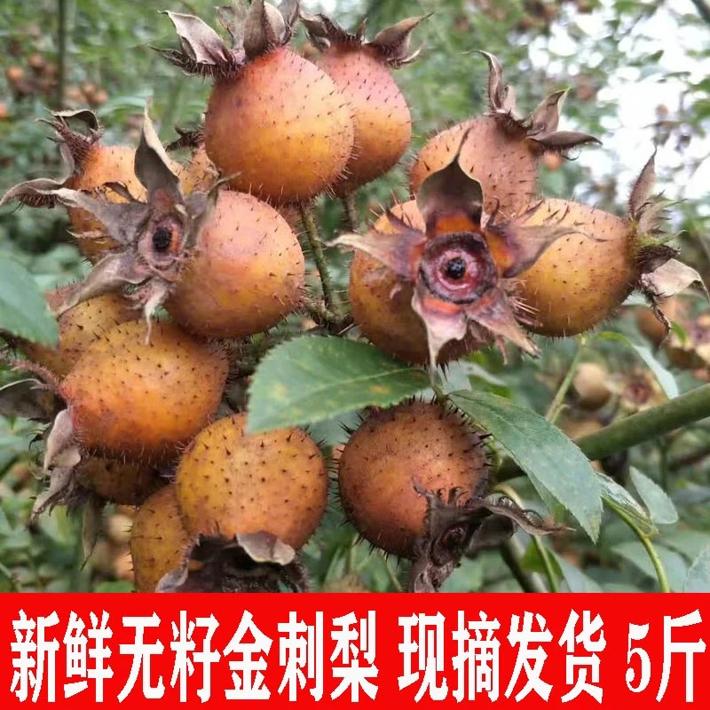 贵州新鲜金刺梨果现摘野生鲜果果茶果汁贵州特产正宗贵州土特产