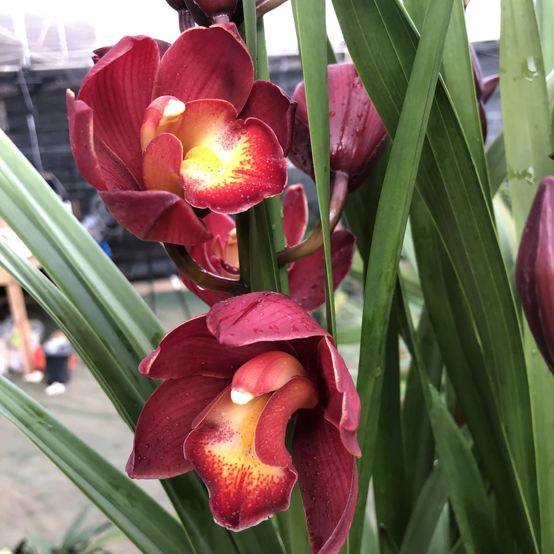 大红袍1-大花惠兰盆栽年宵花室内好养护花期长容易开放兰花