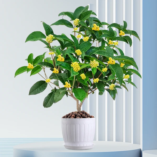 A盆栽四季桂花树月月开花带香味阳台室内外非常好养庭院花卉绿植