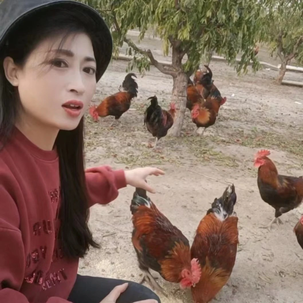 公鸡农家散养土鸡大公鸡溜达鸡净含量4到4.7斤左右 包冰率10%以内