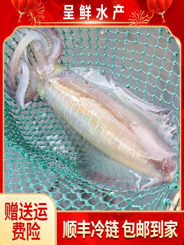 东山岛本港软丝鱿鱼 莱式拟乌贼 井瓶枪乌贼刺身级别 3斤装