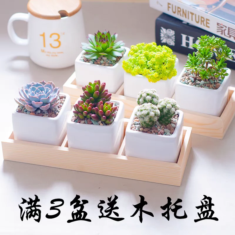 多肉植物花卉盆栽组合套餐桌面绿植园艺小盆栽含盆含土简单种植