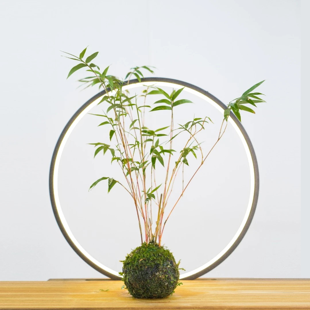 红竹红观音竹桌面盆栽书房办公室阳台客厅观赏绿植植物水培禅意