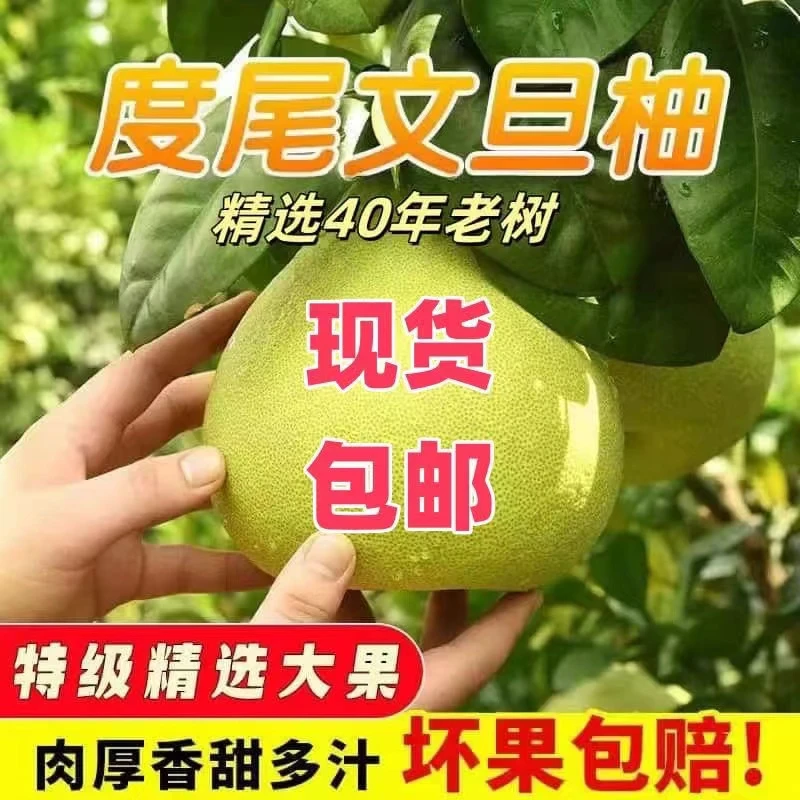 度尾文旦柚子福建仙游红心蜜柚老树果应季孕妇新鲜柚子无籽红心柚