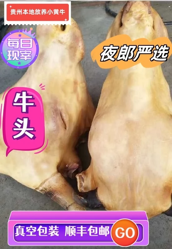 贵州放养小黄牛牛头