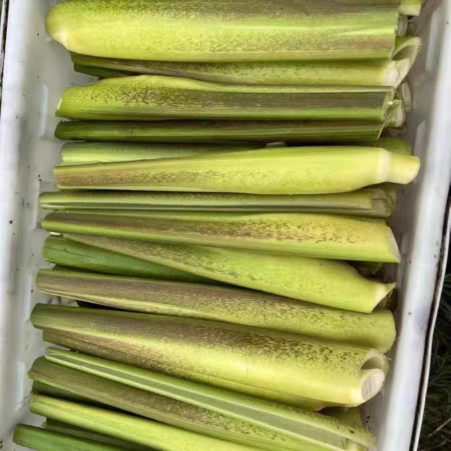 【带壳茭白】带壳茭白新鲜蔬菜高笋茭瓜现摘现发包邮营养