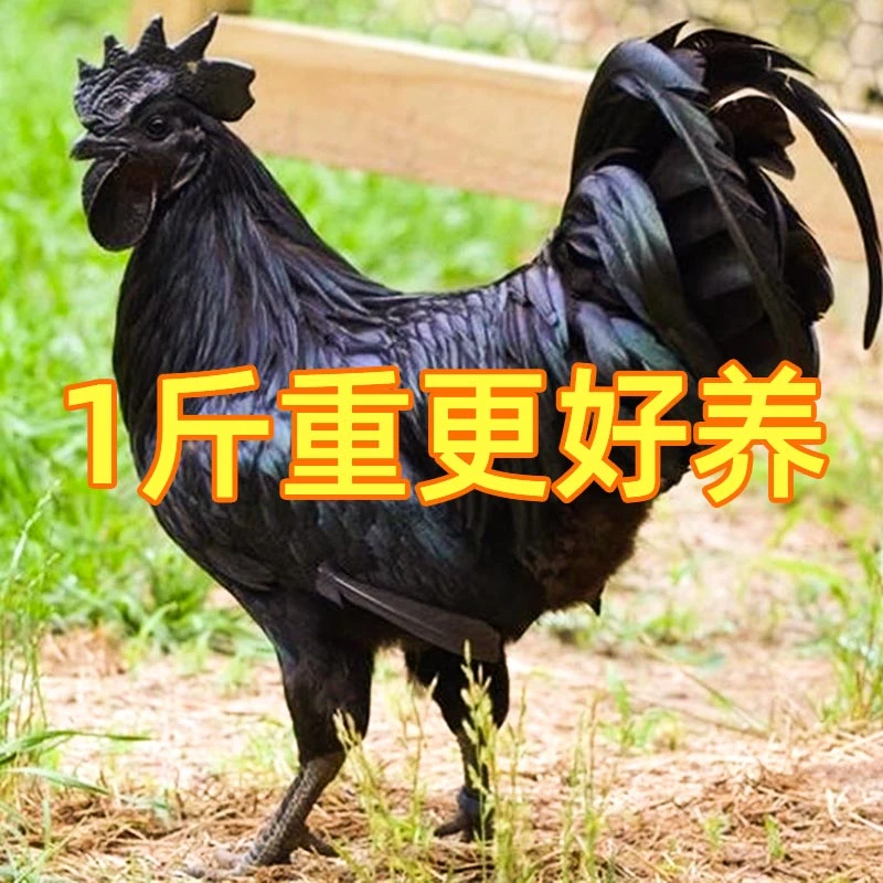 正宗黑毛乌骨鸡现货快大型黑毛鸡绿壳蛋鸡脱温鸡黑乌鸡