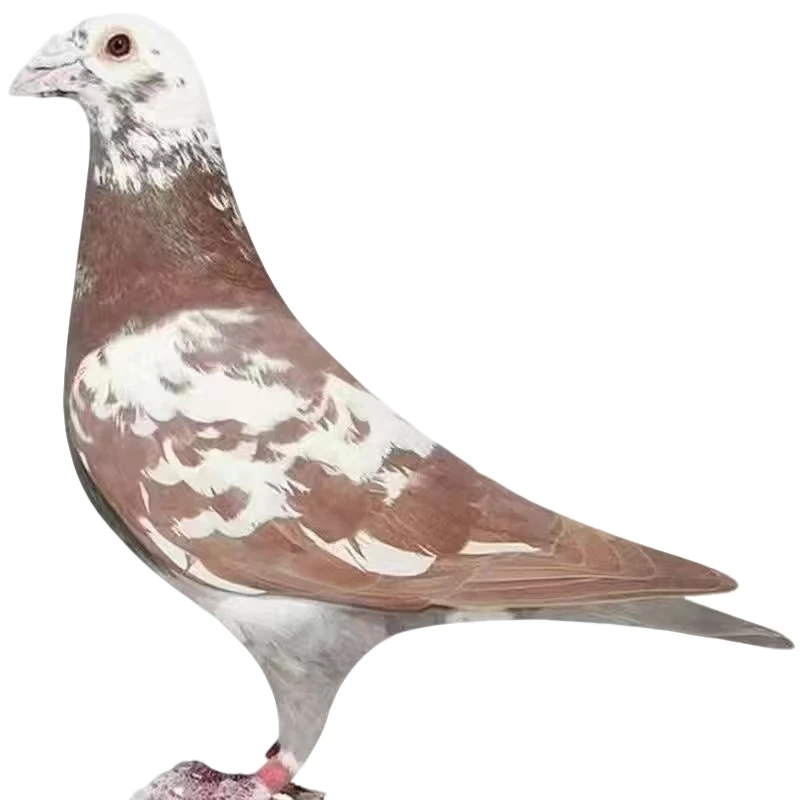 鸽子信鸽种鸽成绩鸽子鸽子窝（直播间选鸽）