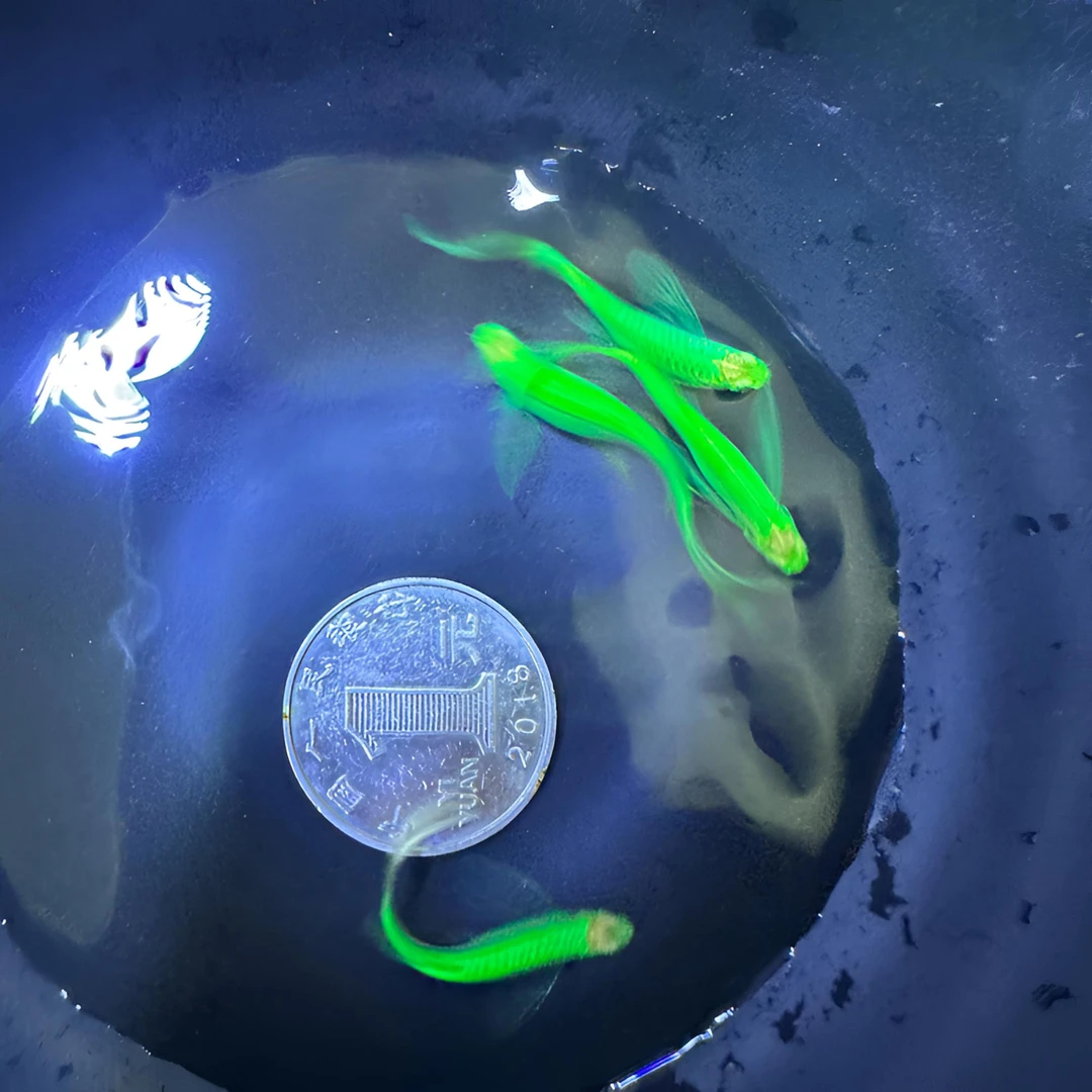 长尾斑马蝶翼斑马热带鱼活体观赏鱼好养古法缸发货