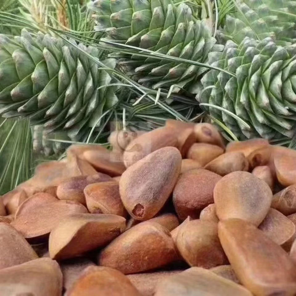 （生）东北红松子.25年新货.750颗粒