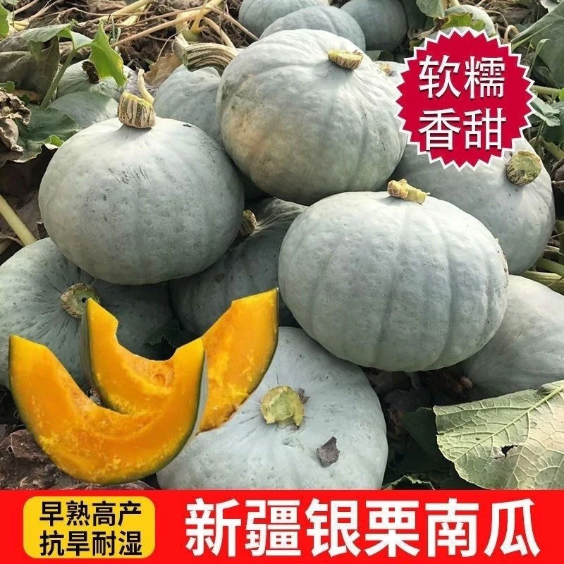 阿克苏银板栗南瓜新疆正宗沙漠种植栗香干面好吃