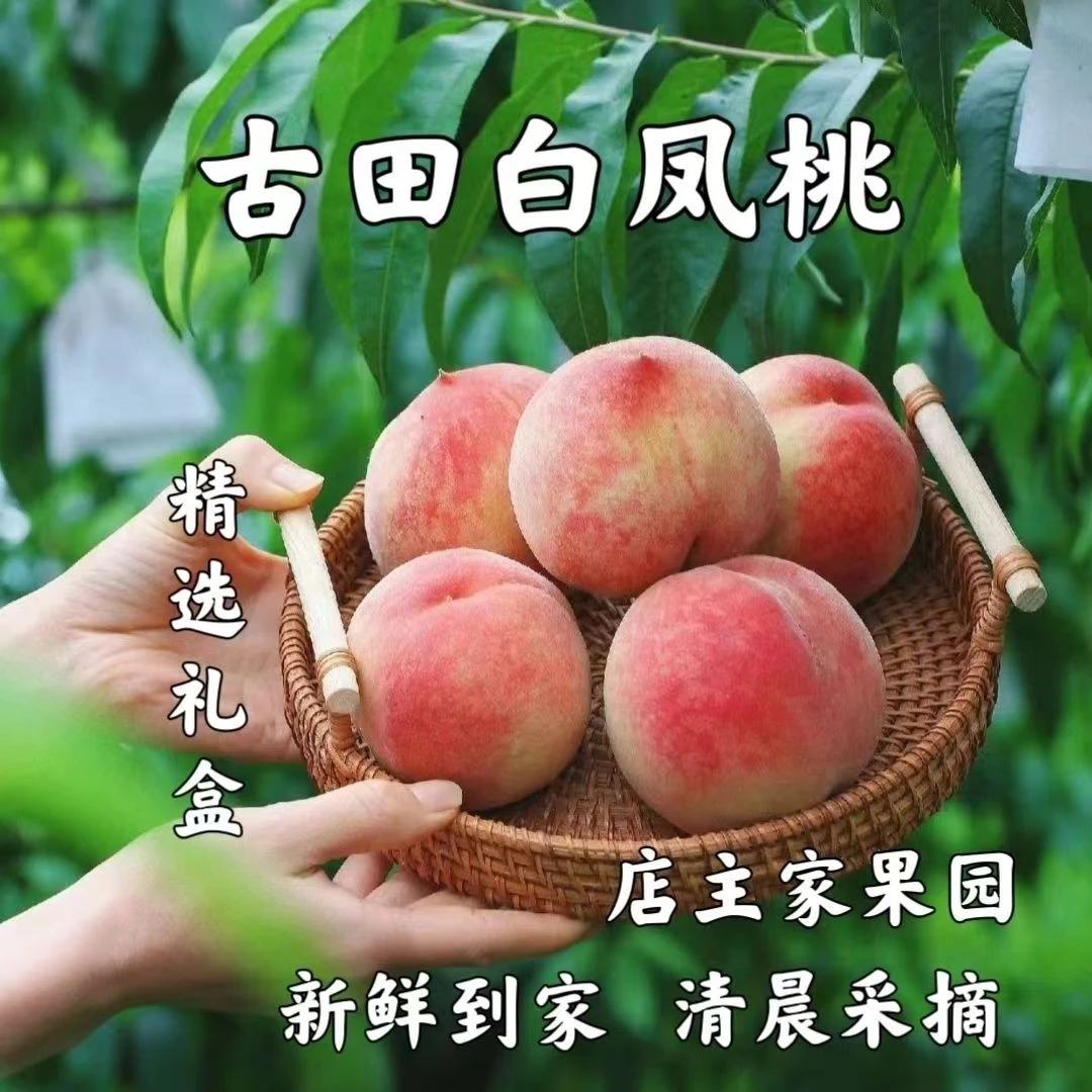 【古田白凤水蜜桃】正宗福建古田桃子脆甜桃当季新鲜水果5斤礼盒装