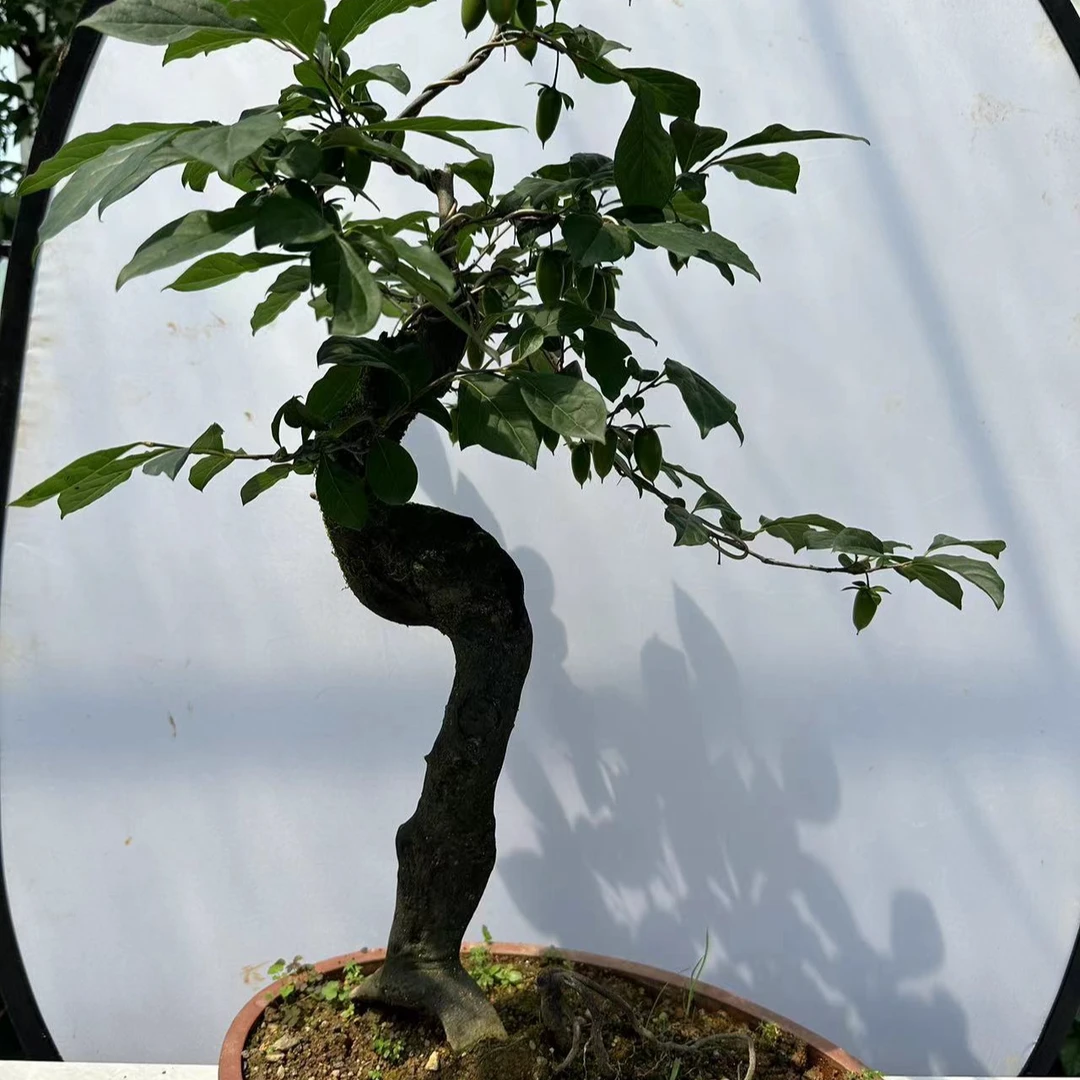 老鸦柿品种苗嫁接桩造型盆景观果盆栽（直播用链接私拍不发货）