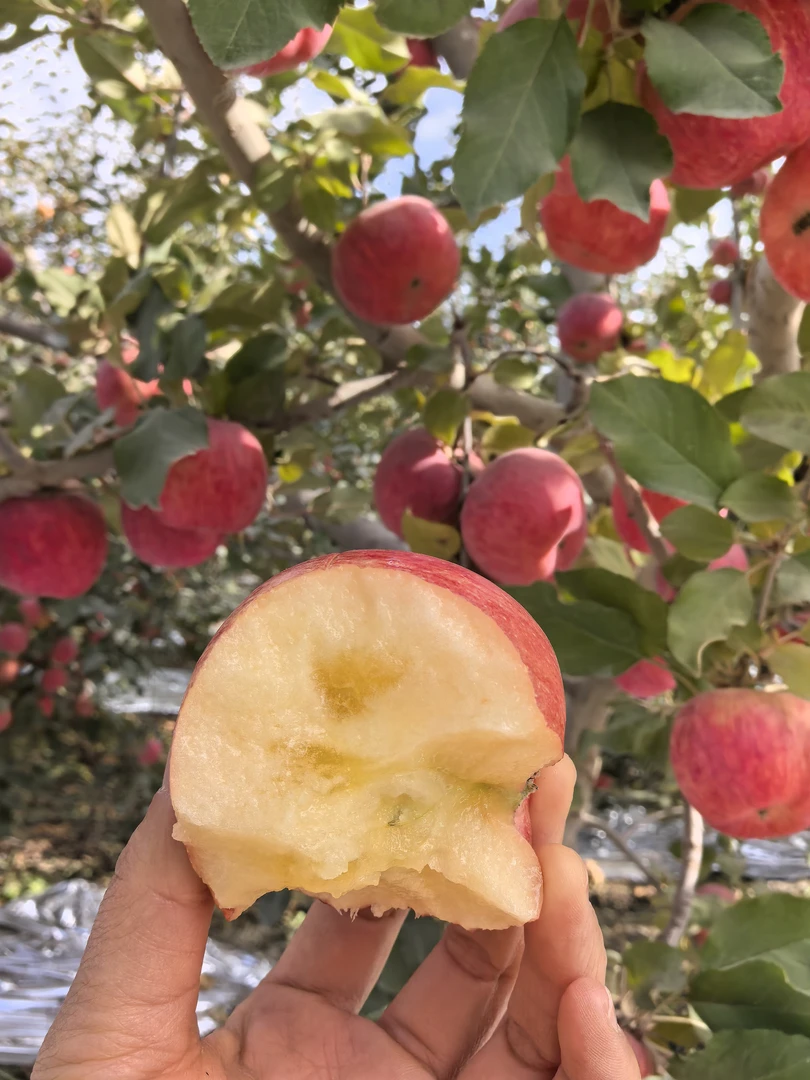 阿克苏冰糖心苹果