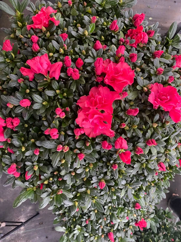 杨梅红宝石红杜鹃花喜庆室内外植物好养