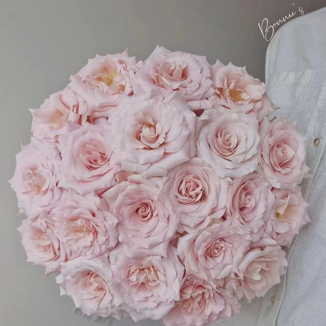 【 流沙玫瑰链接】云南产地直发 | 新鲜采摘