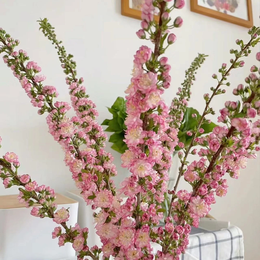 【珍珠李】云南鲜花基地美观花店兰花家庭插花养护花艺设计