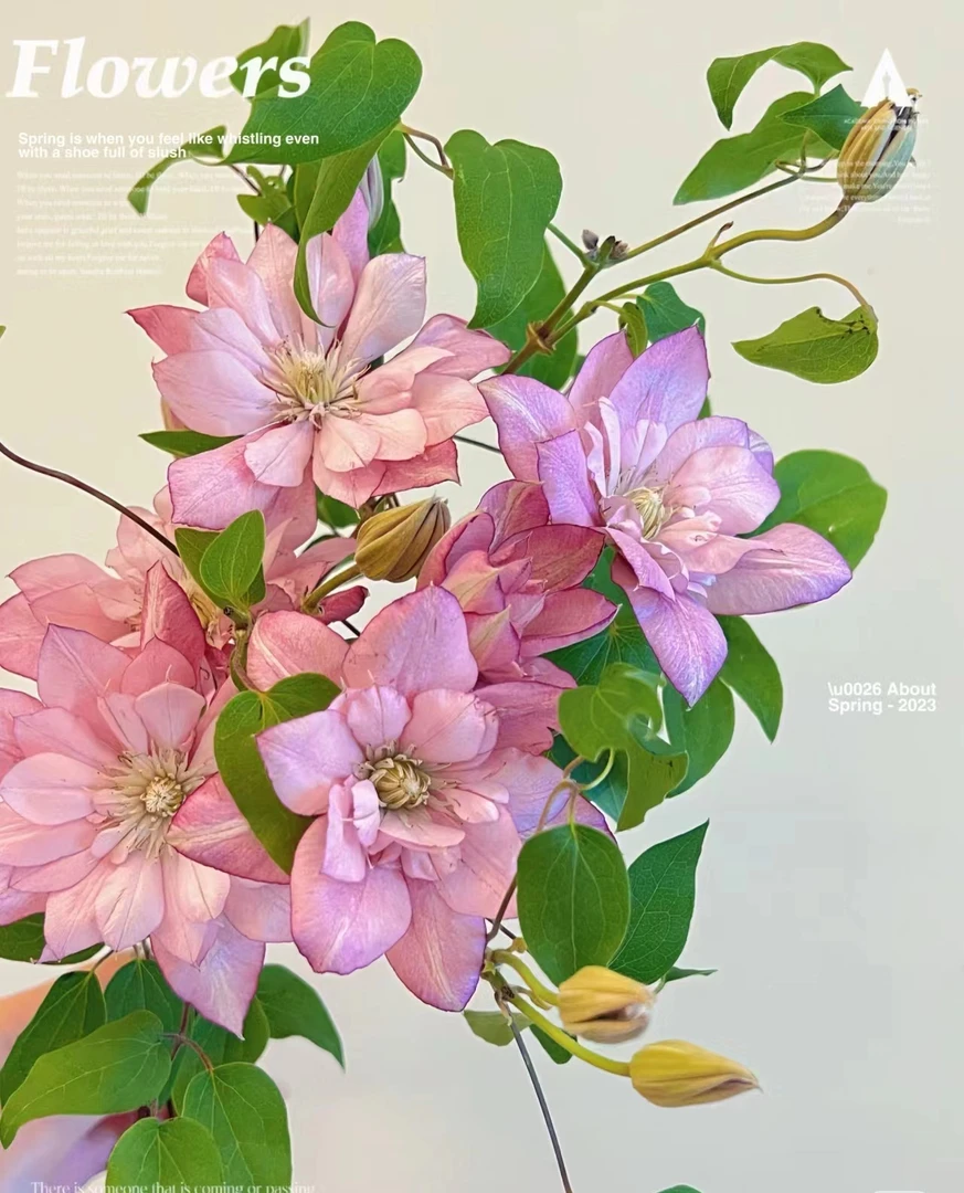 【一瓶好花铁线莲链接】云南产地直发 | 新鲜采摘