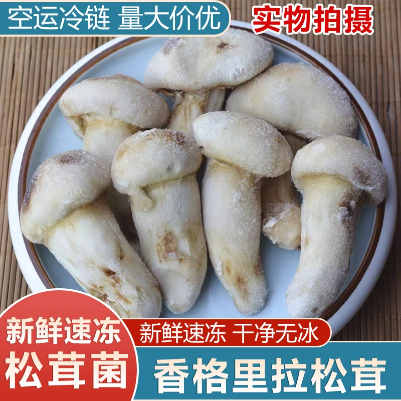 野生新鲜速冻松茸云南香格里拉冰冻松茸不开伞出口级批发